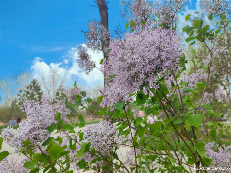 摄影：“鑫”之春4.png